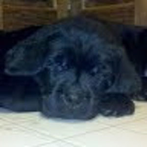 Meet your Posher, Maya